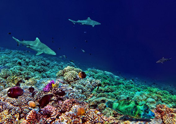 Secret Polynesia: Unexplored Tuamotu, the Gambier Islands and the Austral Islands