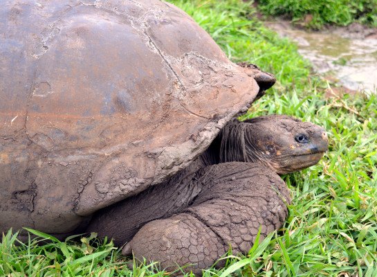 7 Night Galapagos Outer Loop Cruise