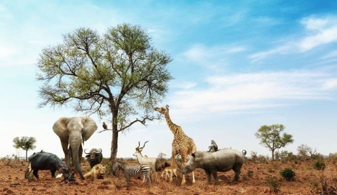 Iconic Africa