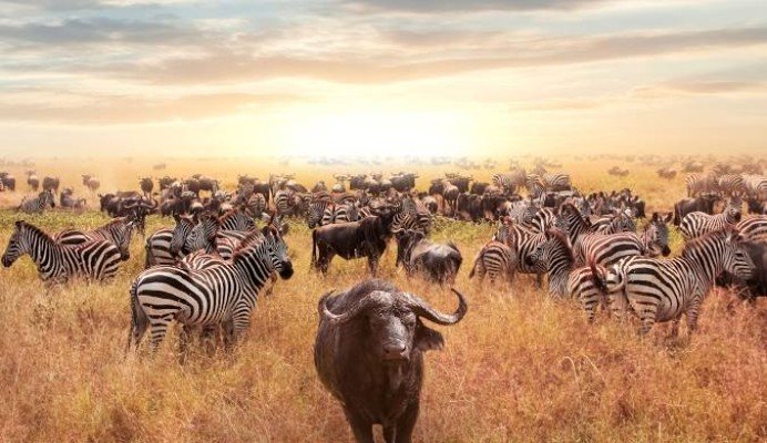 Classic Kenya & Southern Africa