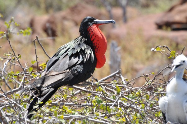 7 Night Galapagos Outer Loop Itinerary