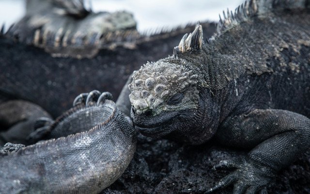 7 Night Galapagos Inner Loop Cruise