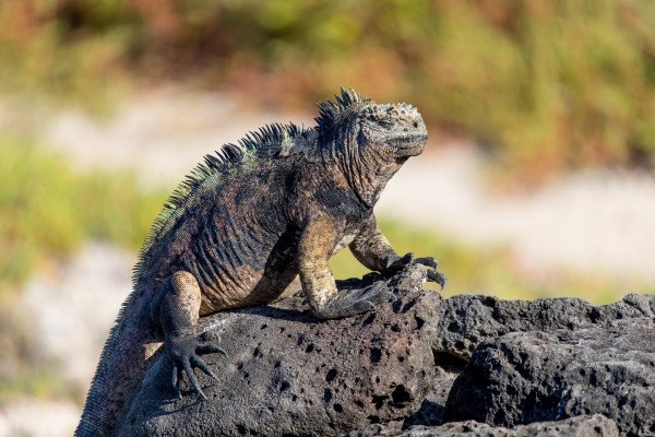 Galápagos Islands – In Darwin’s Footsteps Plus Machu Picchu