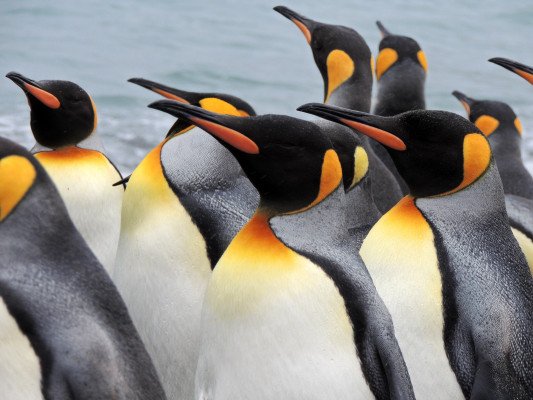 92-Day Papua New Guinea, Indonesia, Patagonia & Antarctica