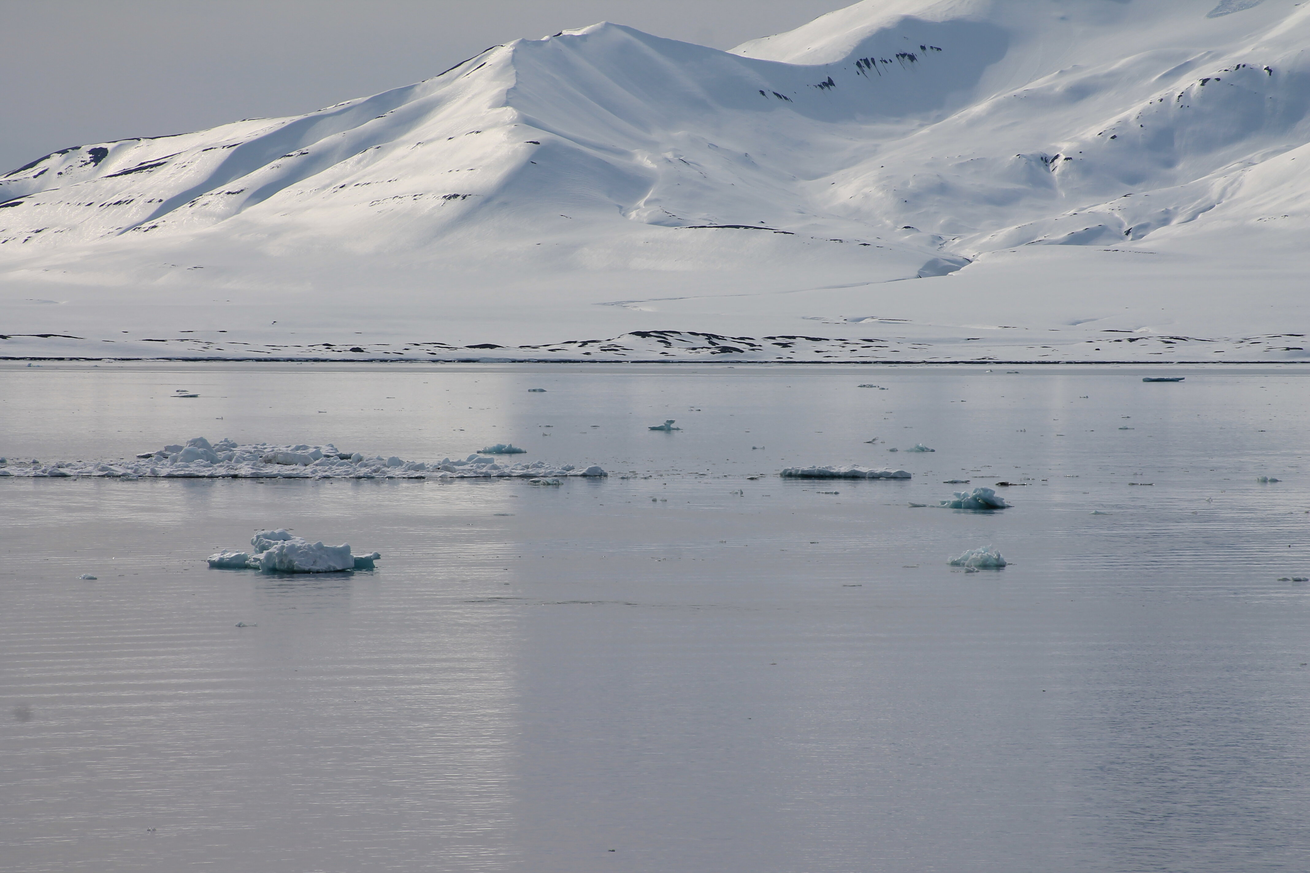 Arctic
