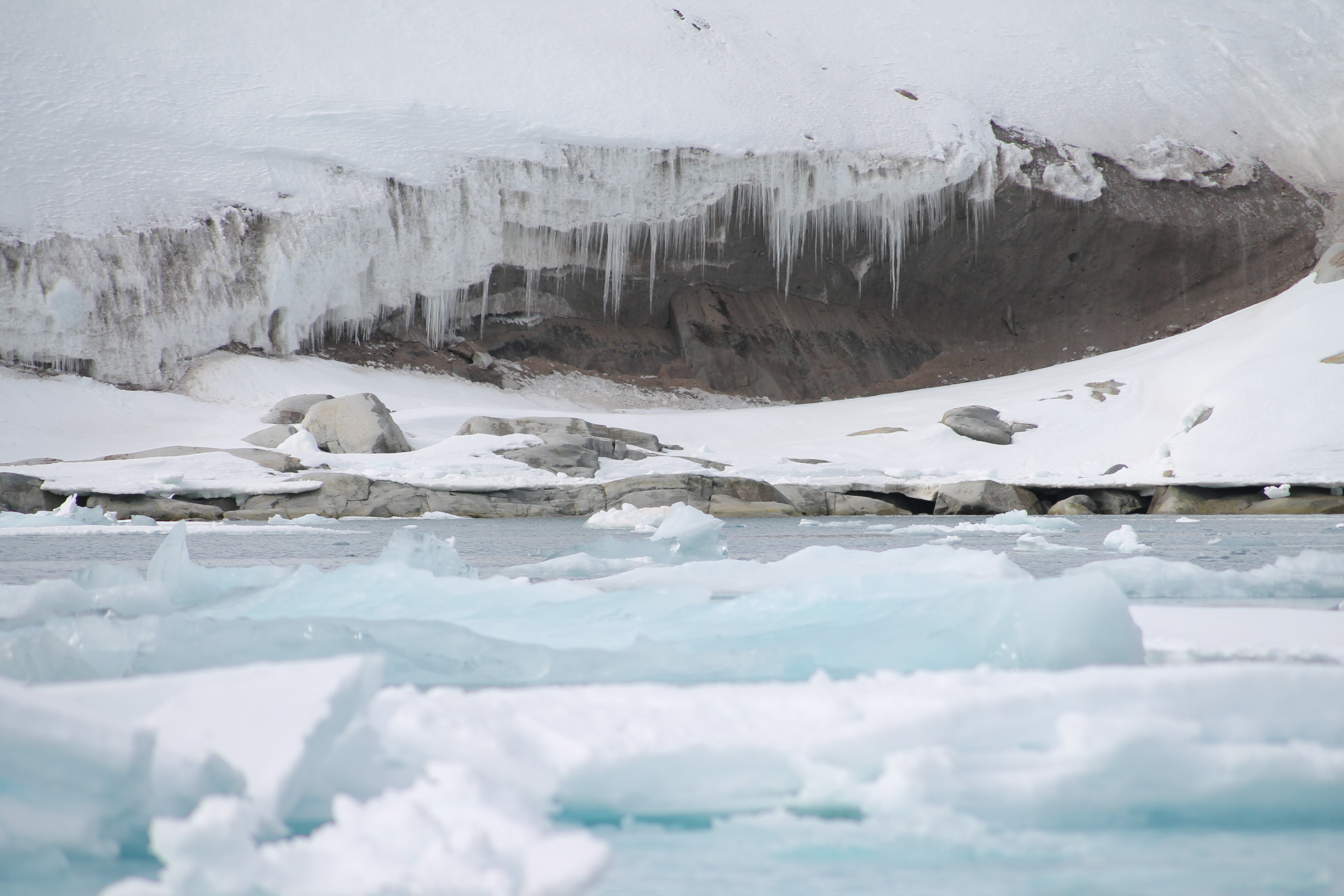 Arctic