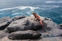 Punta Suarez, Isla Española, Galápagos cruise port
