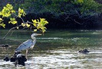 Elizabeth Bay, Isabela Island, Galápagos cruise port