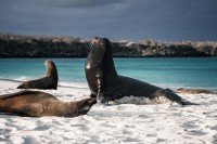 Gardner Bay, Española Island, Galápagos cruise port