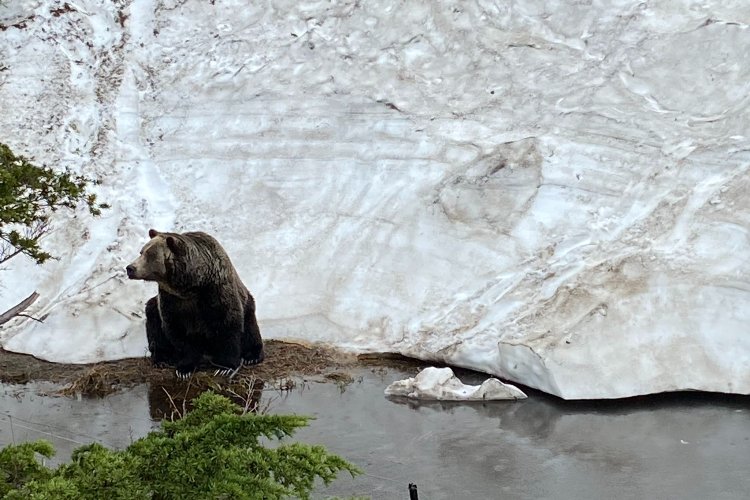 Rocky Mountaineer Bear