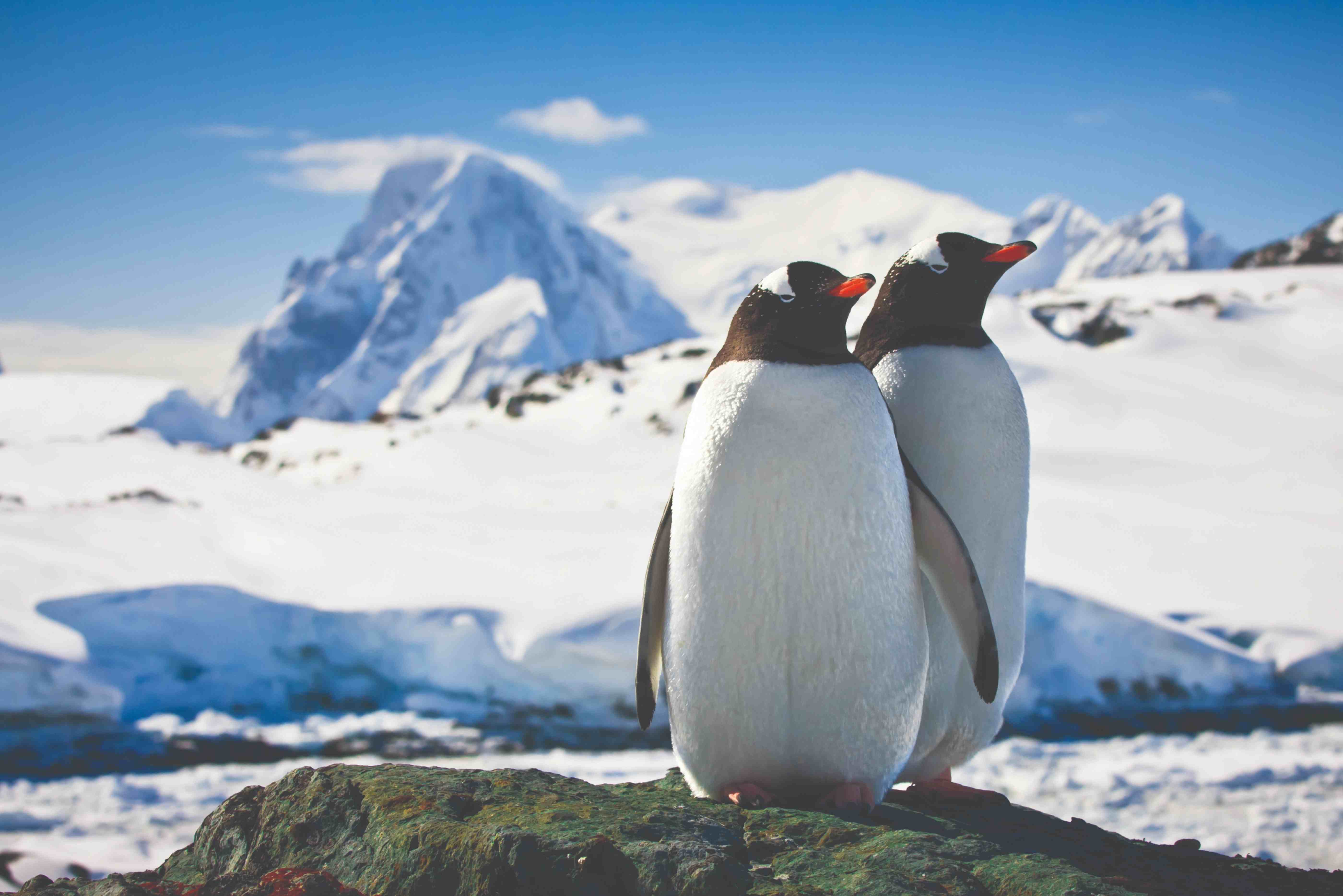 Penguins, Antarctica