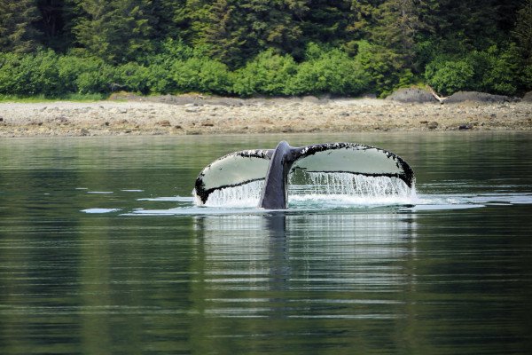 Big Bears, Gleaming Glaciers