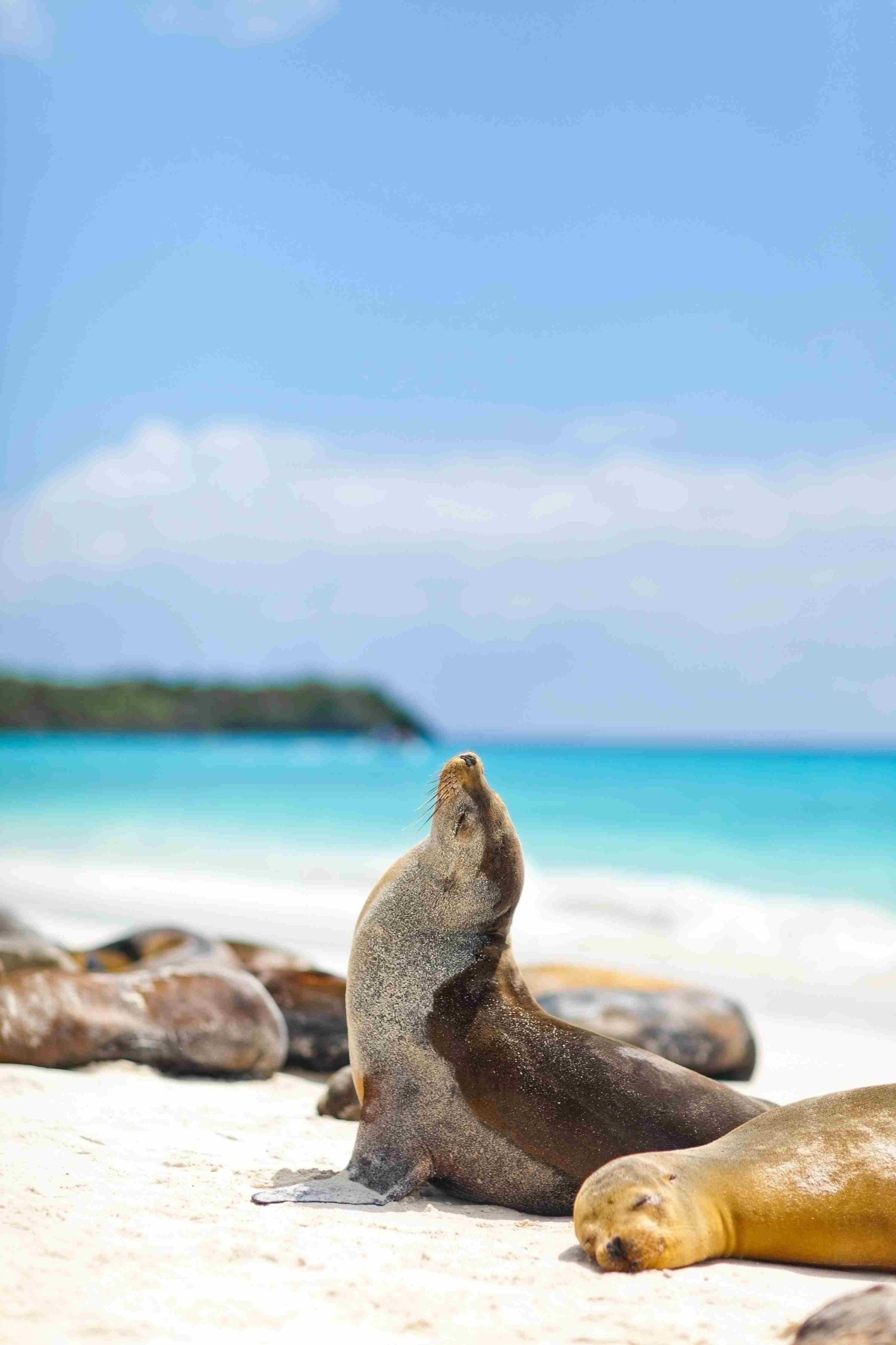 Six unmissable things to do on a Galapagos expedition cruise