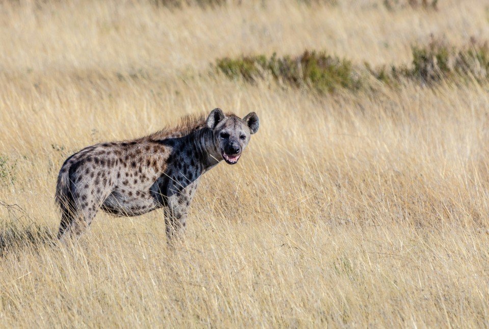 Etosha National Park cruise port