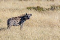Etosha National Park cruise port