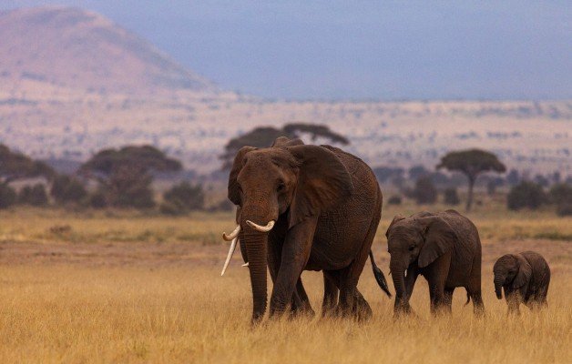 Classic Kenya & Southern Africa