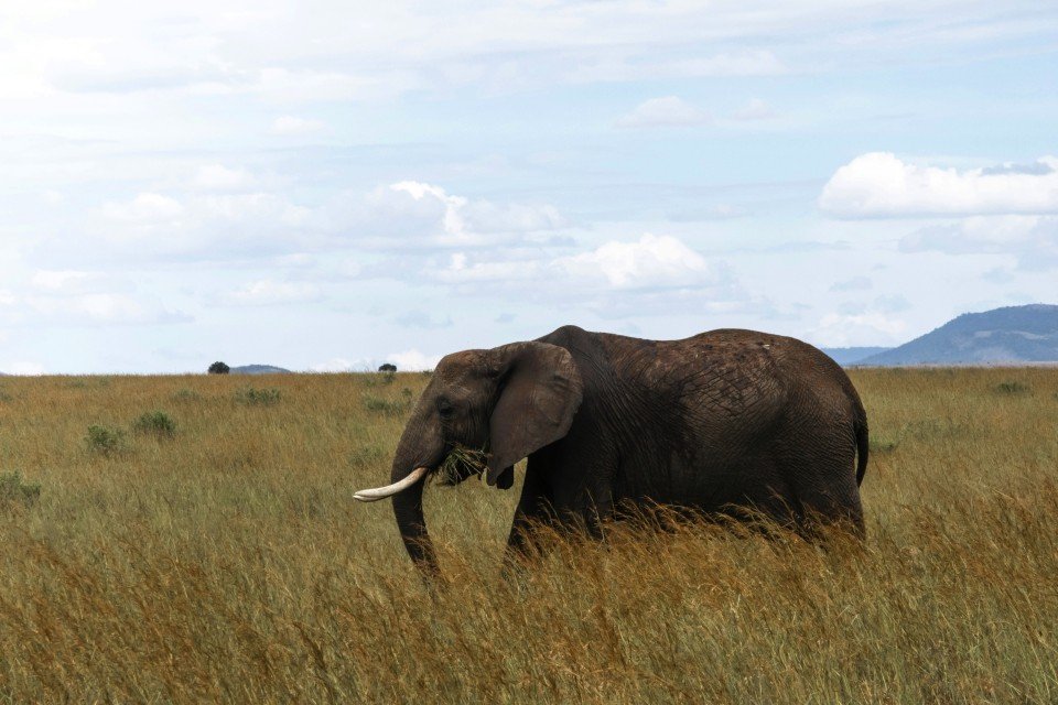 Maasai Mara National Reserve cruise port