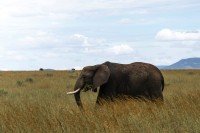 Maasai Mara National Reserve cruise port