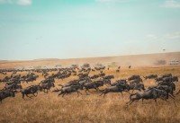 Maasai Mara National Reserve cruise port