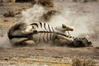 Etosha National Park cruise port