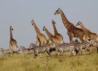Maasai Mara National Reserve cruise port