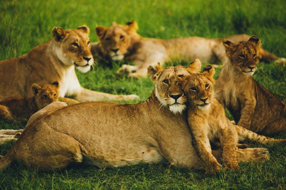 Maasai Mara National Reserve cruise port