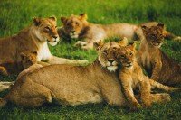 Maasai Mara National Reserve cruise port
