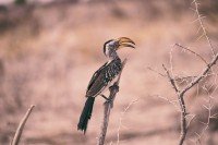 Etosha National Park cruise port