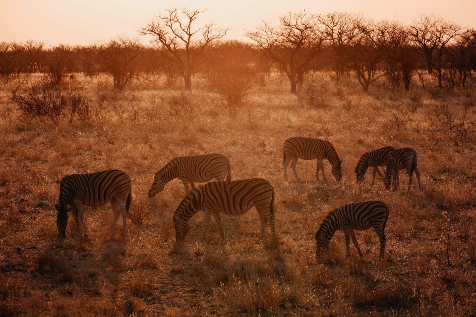 Etosha National Park cruise port