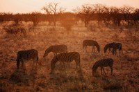 Etosha National Park cruise port