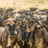 Maasai Mara National Reserve cruise port