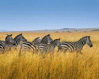 Maasai Mara National Reserve cruise port