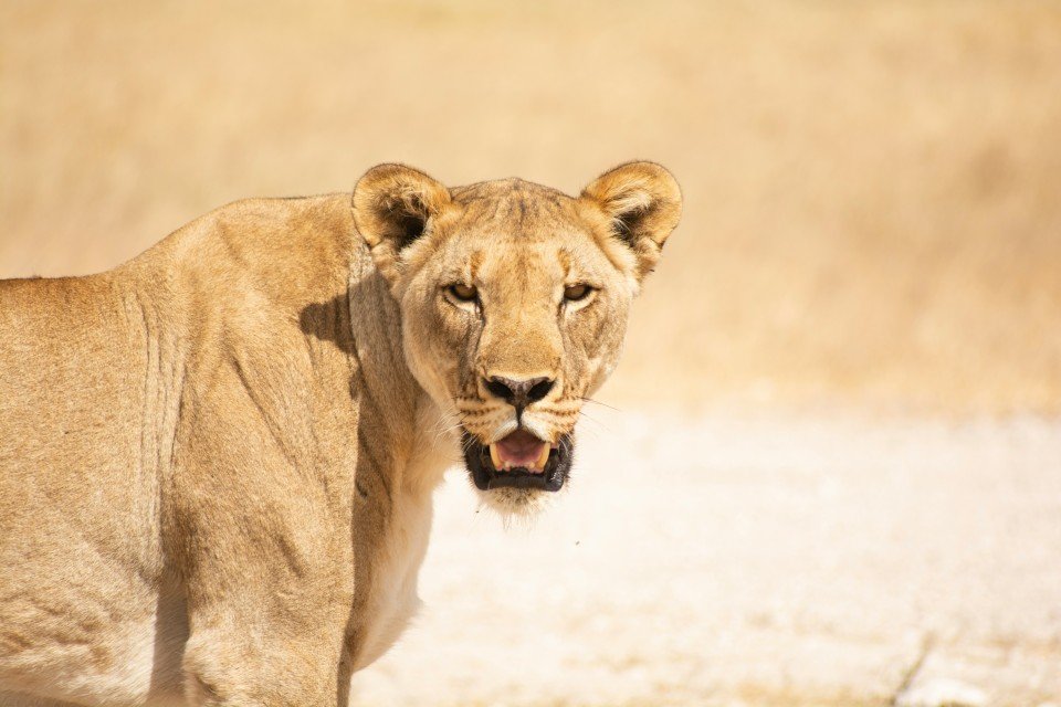 African Wonders & the Skeleton Coast