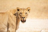 Etosha National Park cruise port