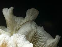 7 Image 7