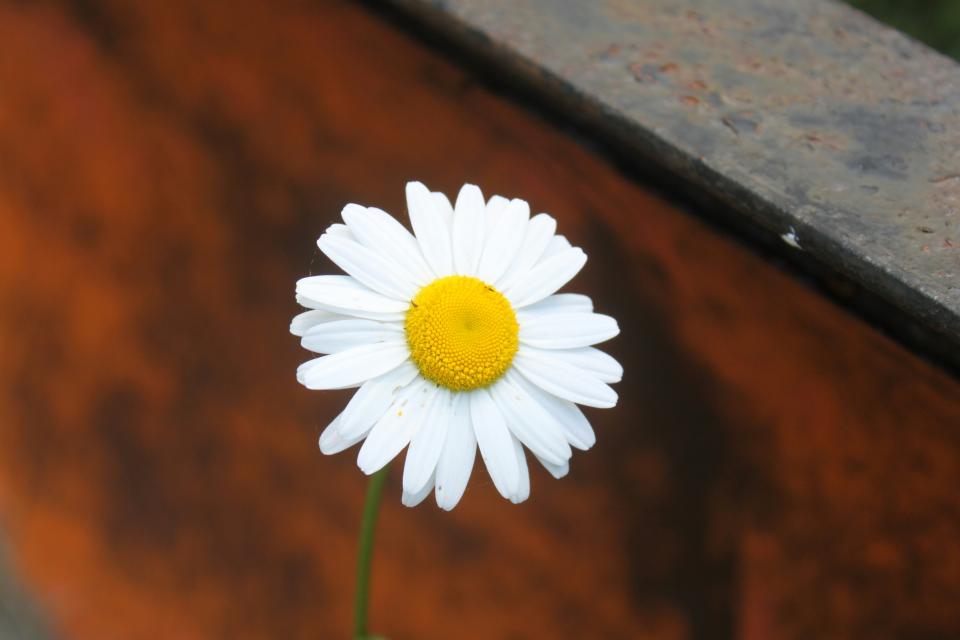 6 Image 6