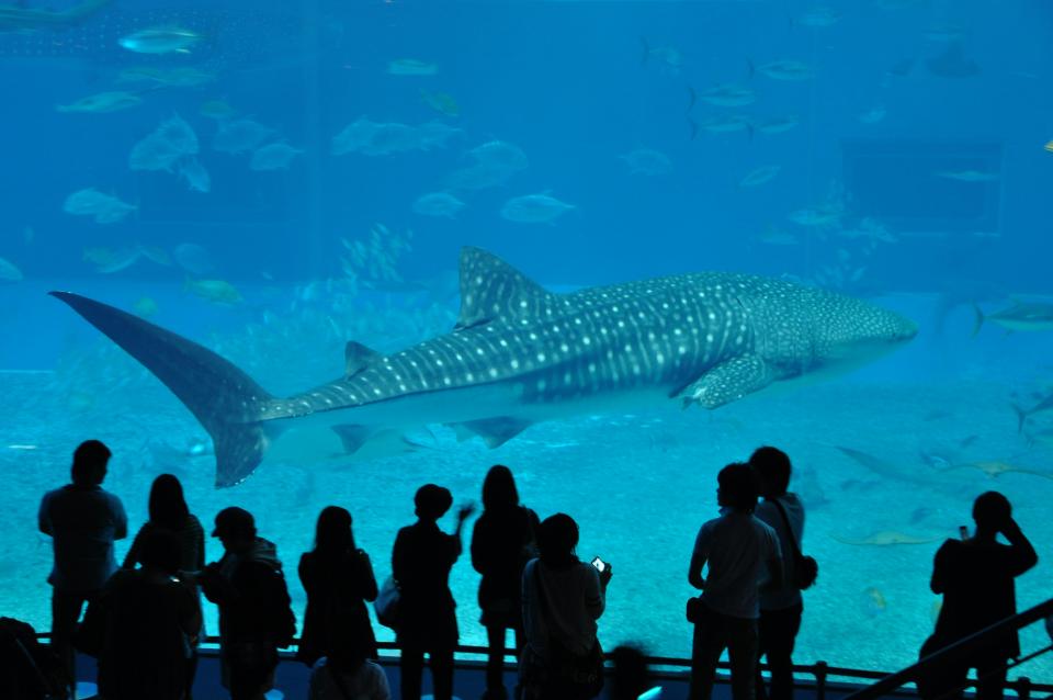 11 Image 11