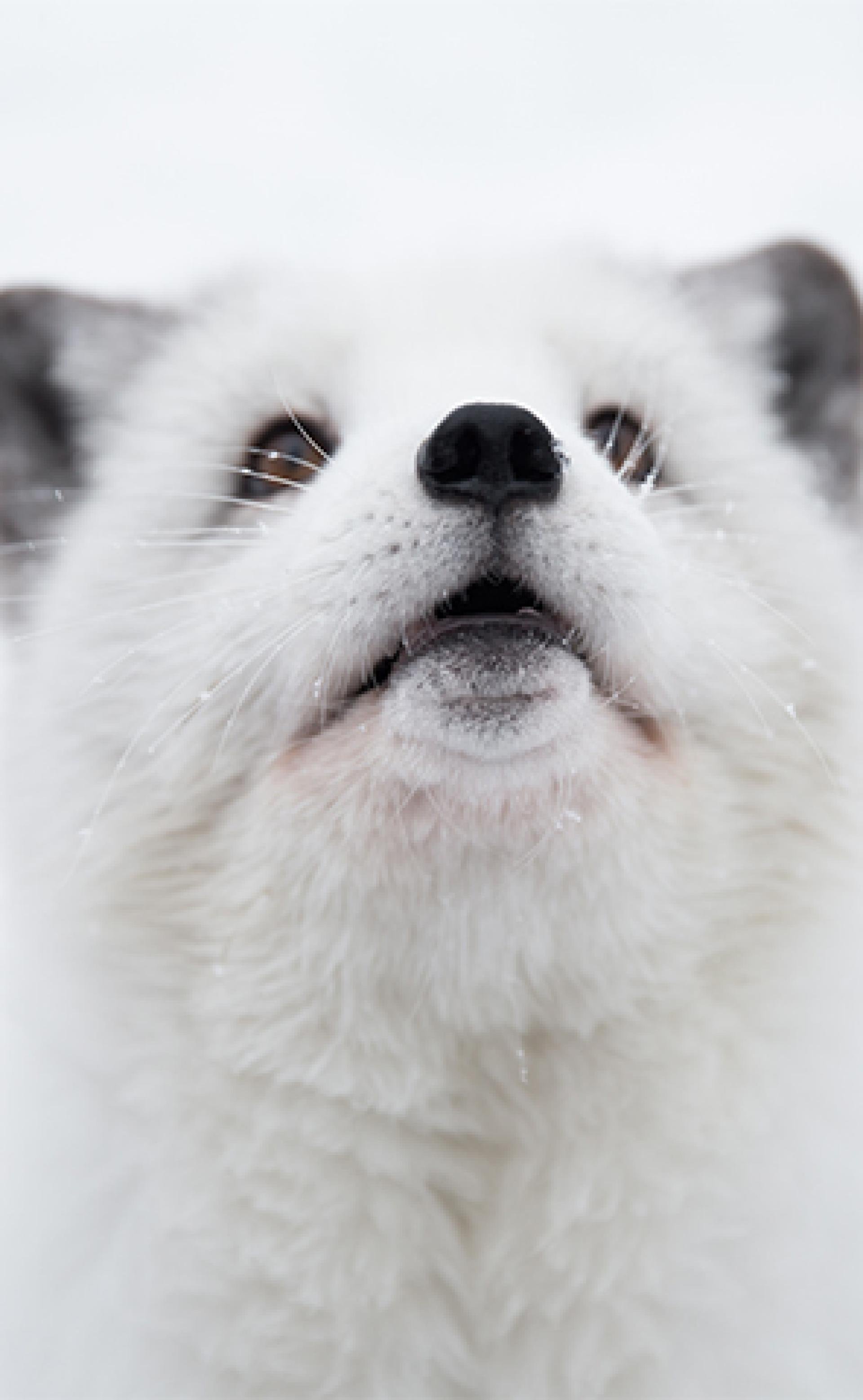 Wildlife_Arctic-Fox4_296x480