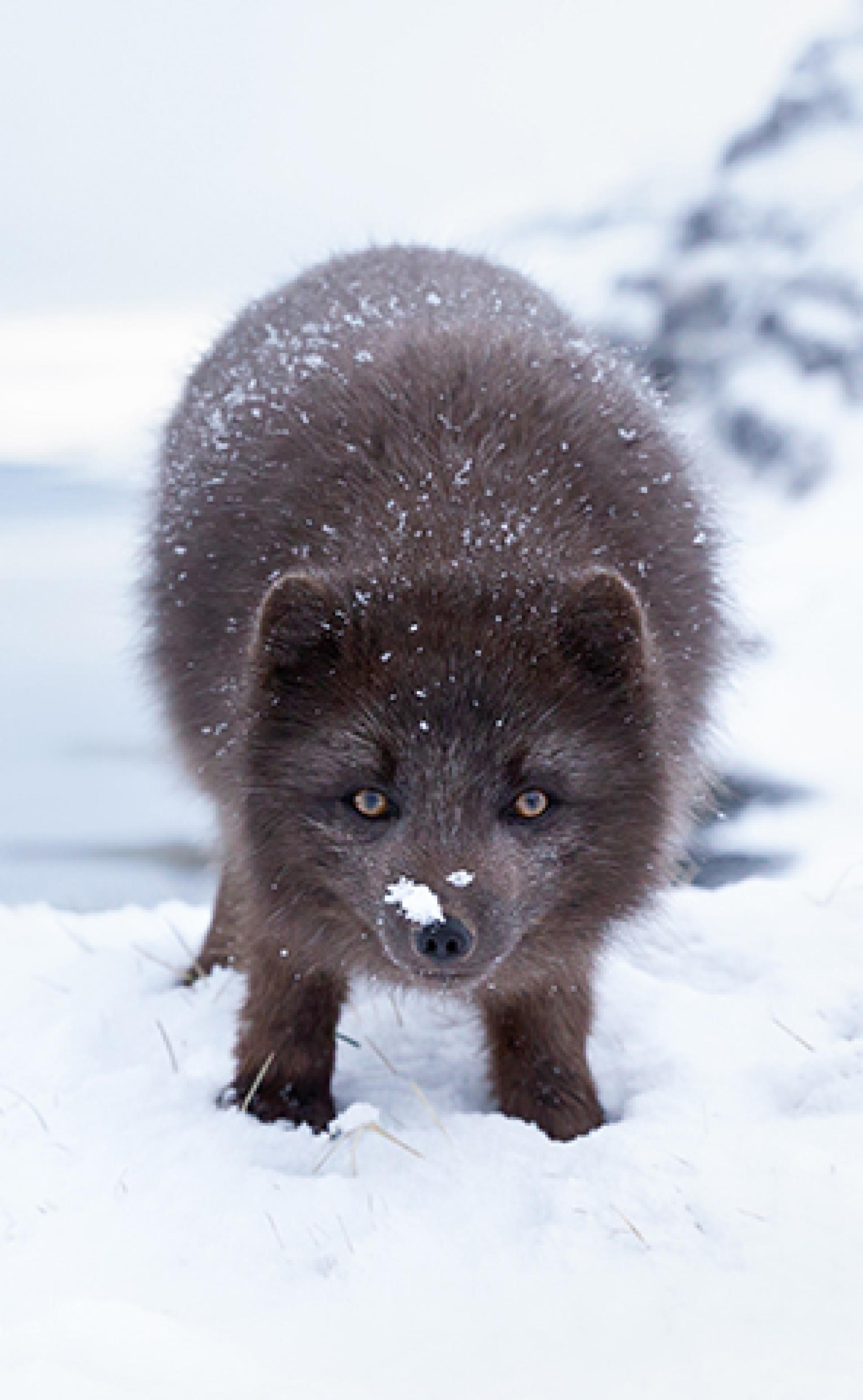 Wildlife_Arctic-Fox3_296x480