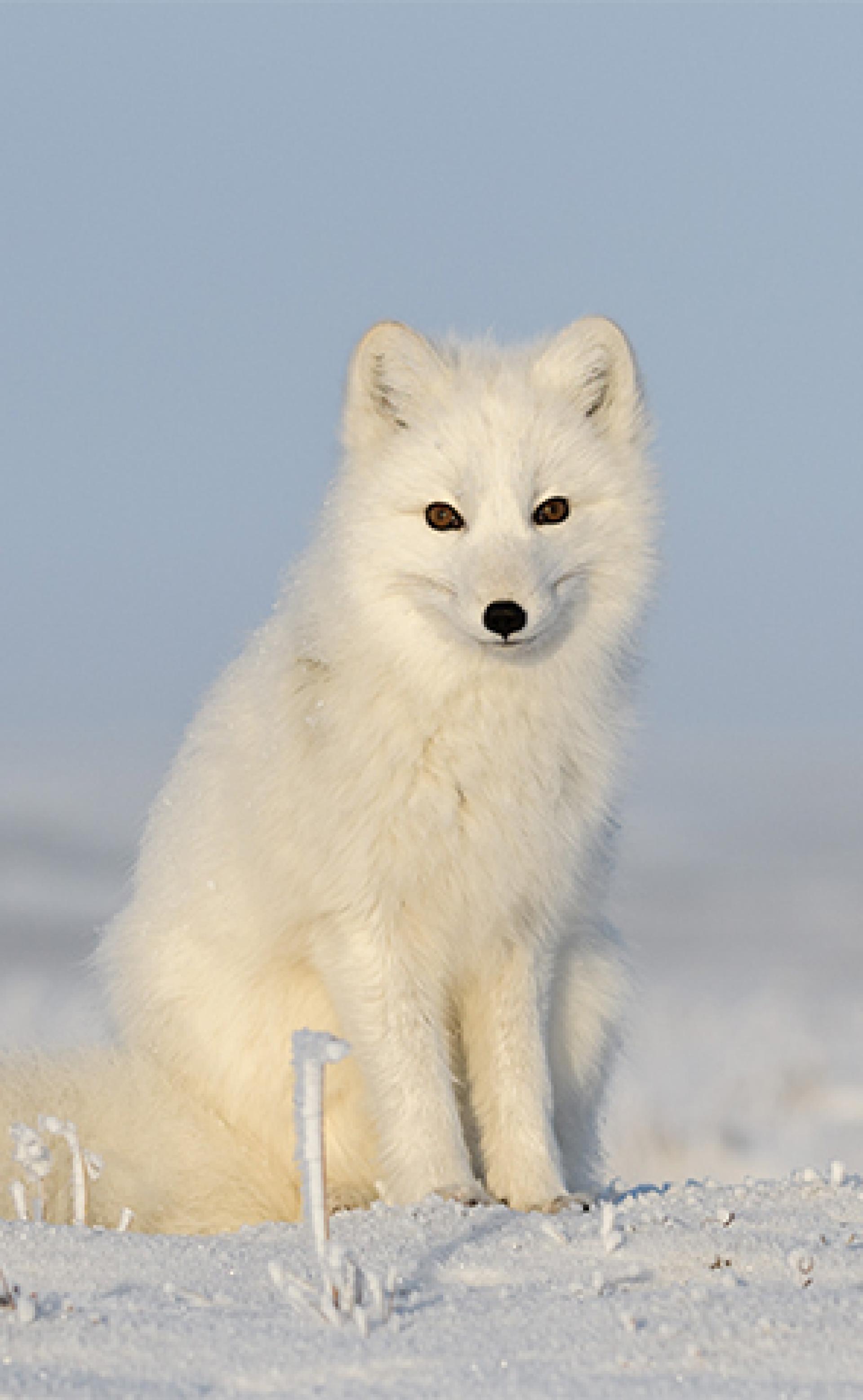 Wildlife_Arctic-Fox2_296x480