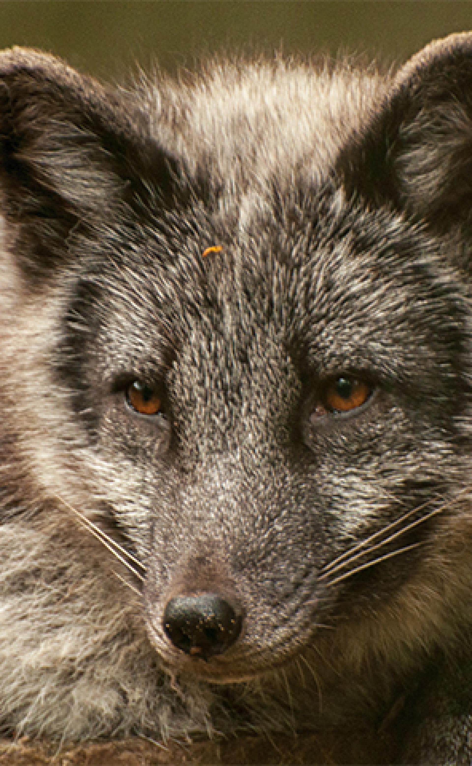 Wildlife_Arctic-Fox1_296x480