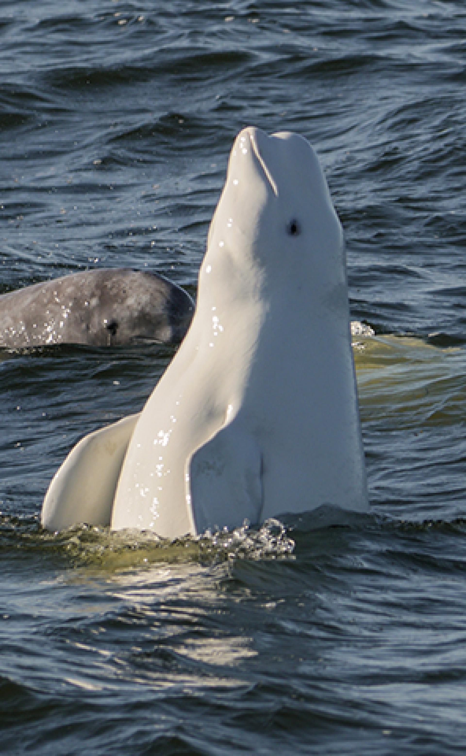 Wildlife_Beluga-whale5_296x480