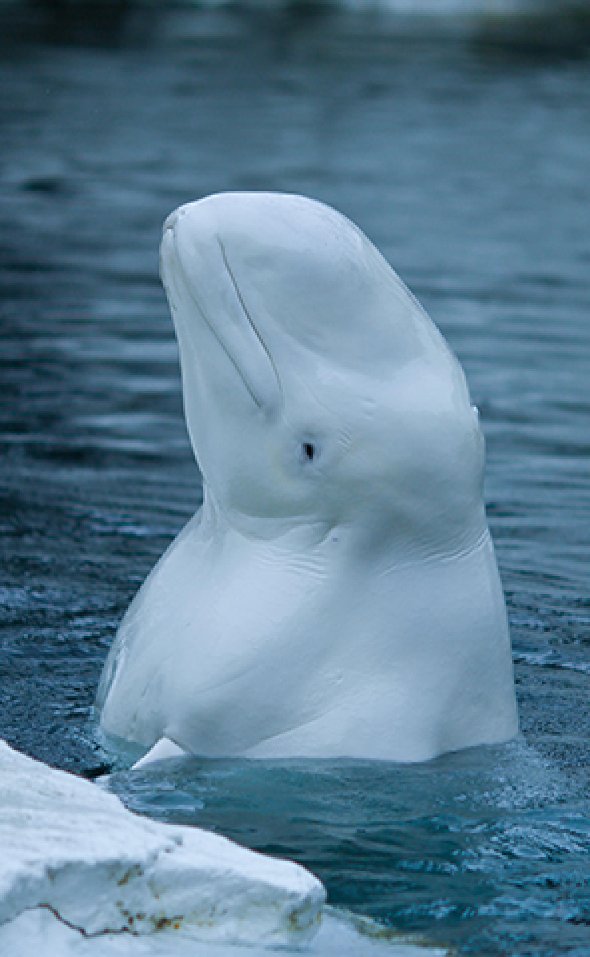 Wildlife_Beluga-whale3_296x480