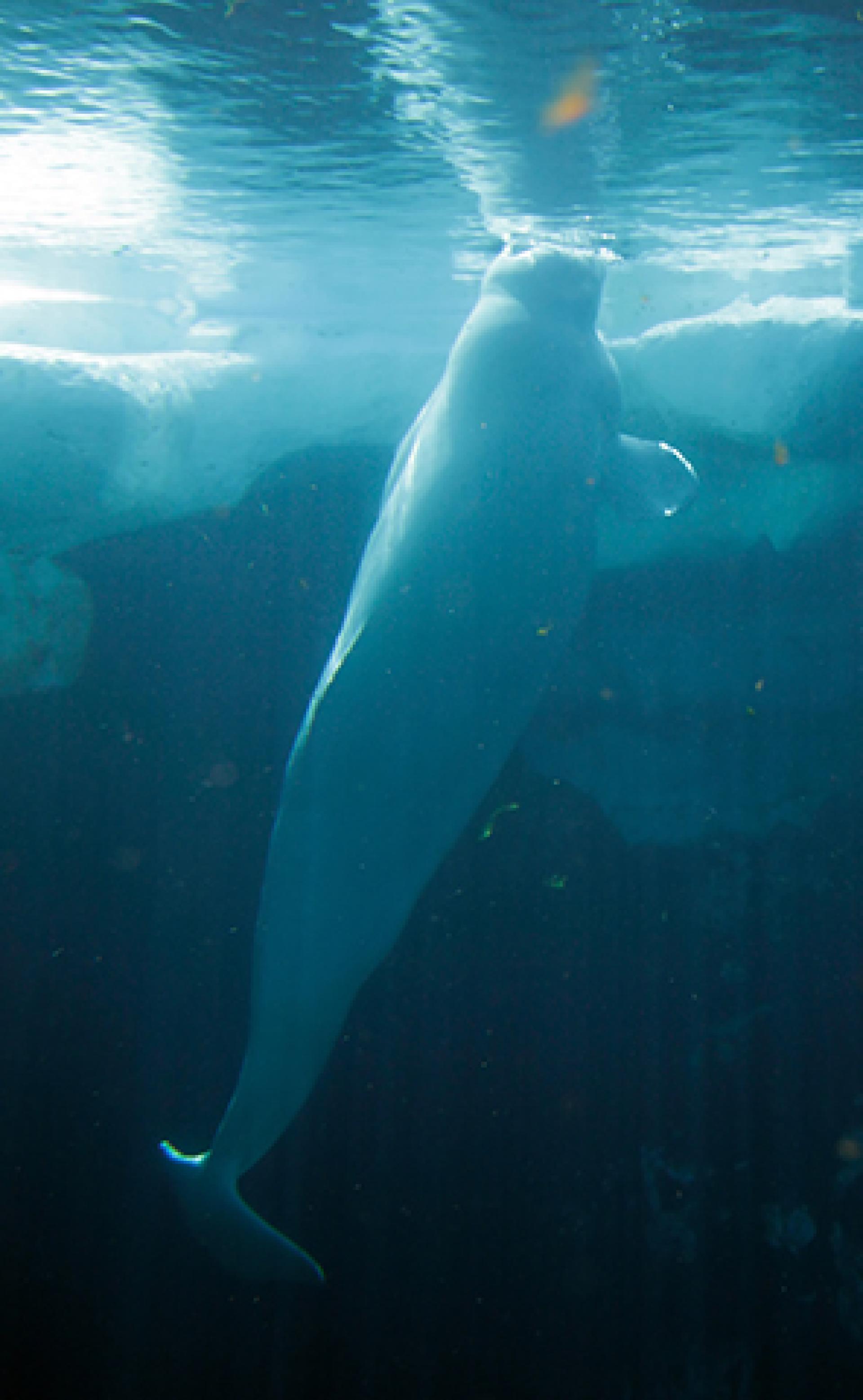 Wildlife_Beluga-whale2_296x480