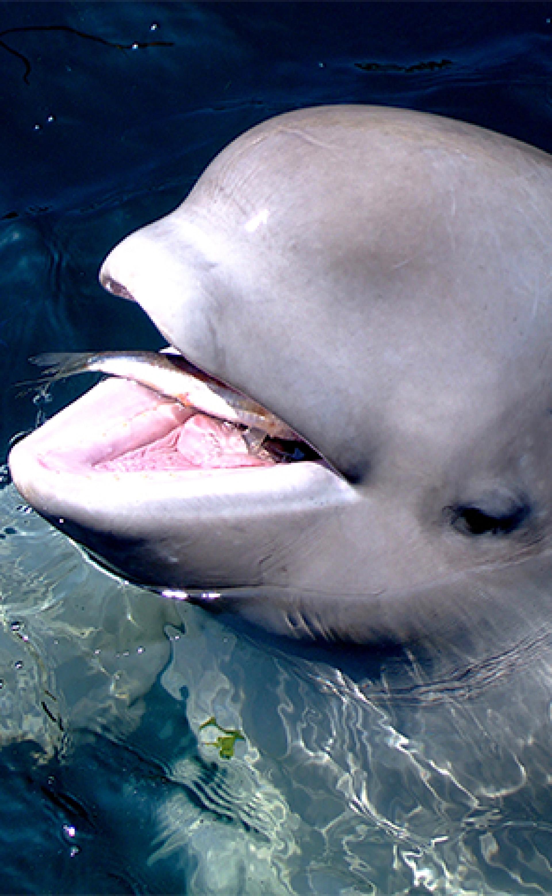 Wildlife_Beluga-whale1_296x480