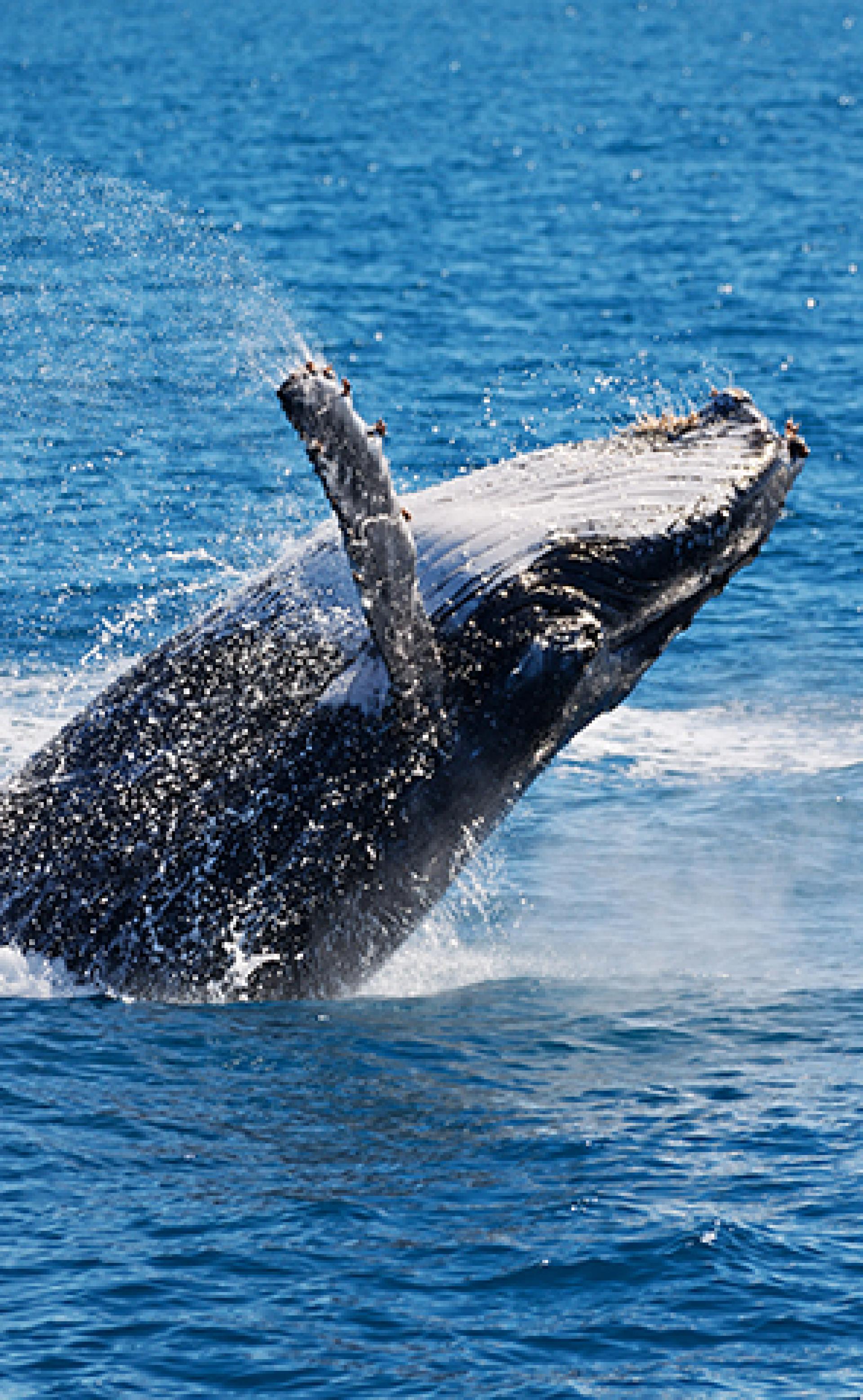 Wildlife_Humpback-whale5_296x480