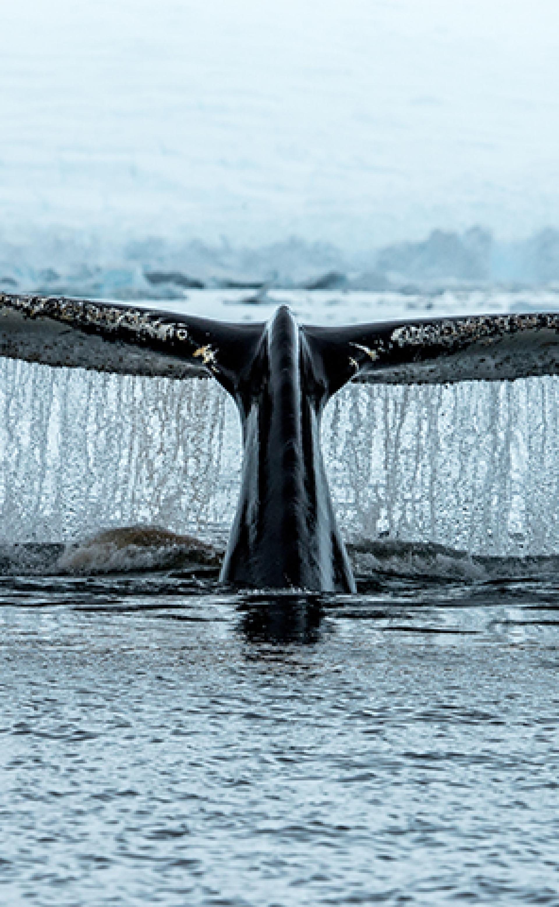 Wildlife_Humpback-whale4_296x480