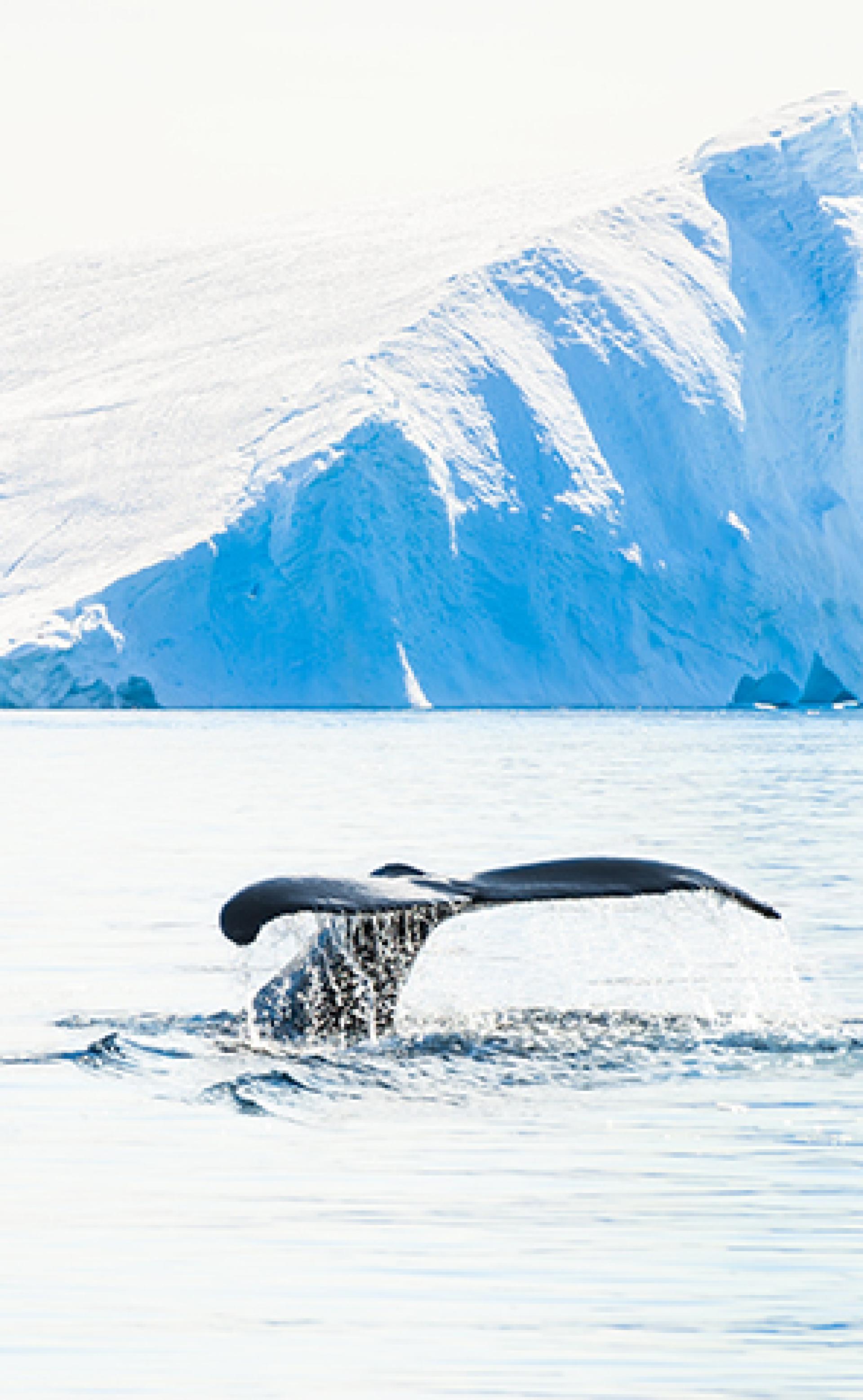 Wildlife_Humpback-whale2_296x480