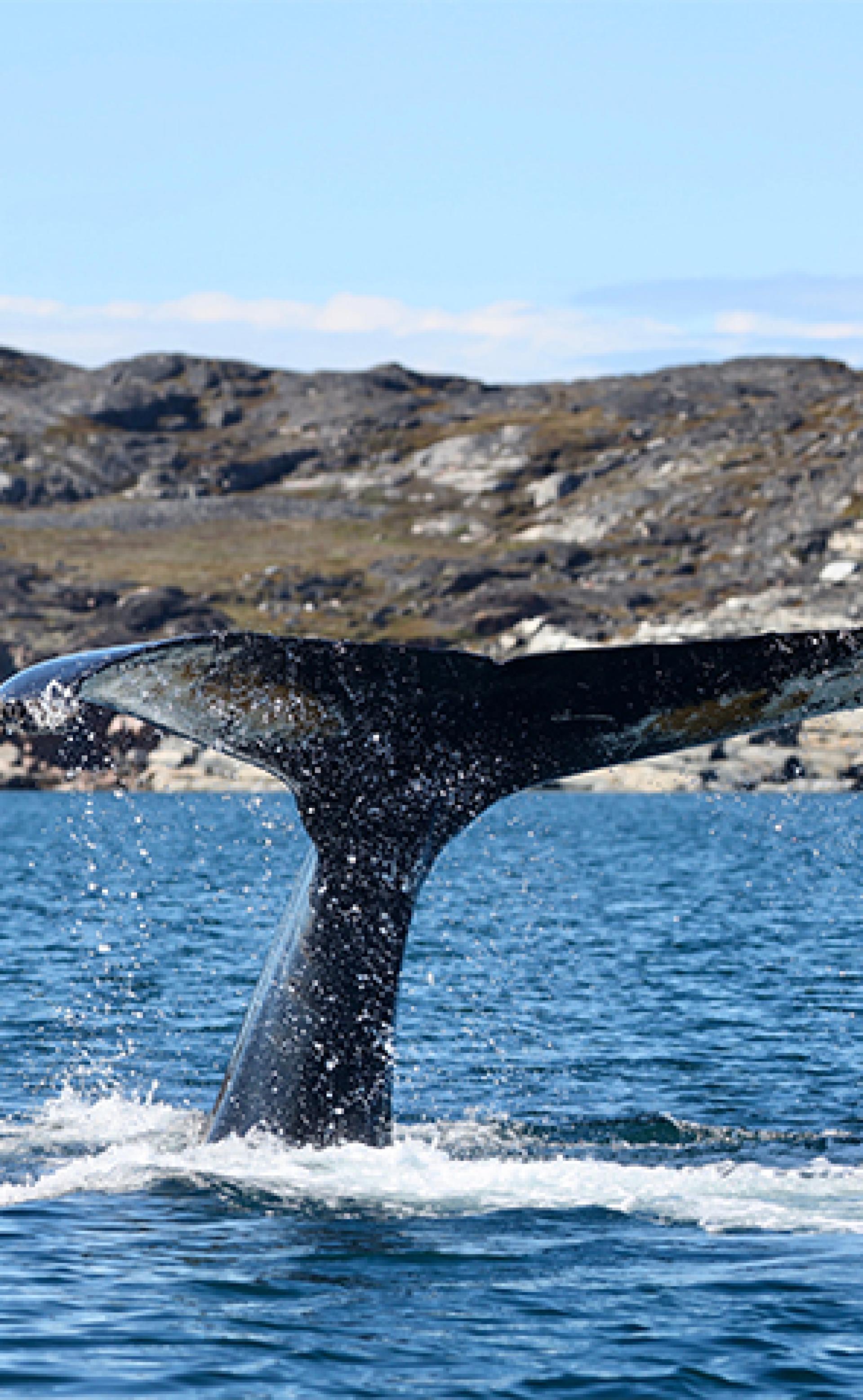 Wildlife_Humpback-whale1_296x480