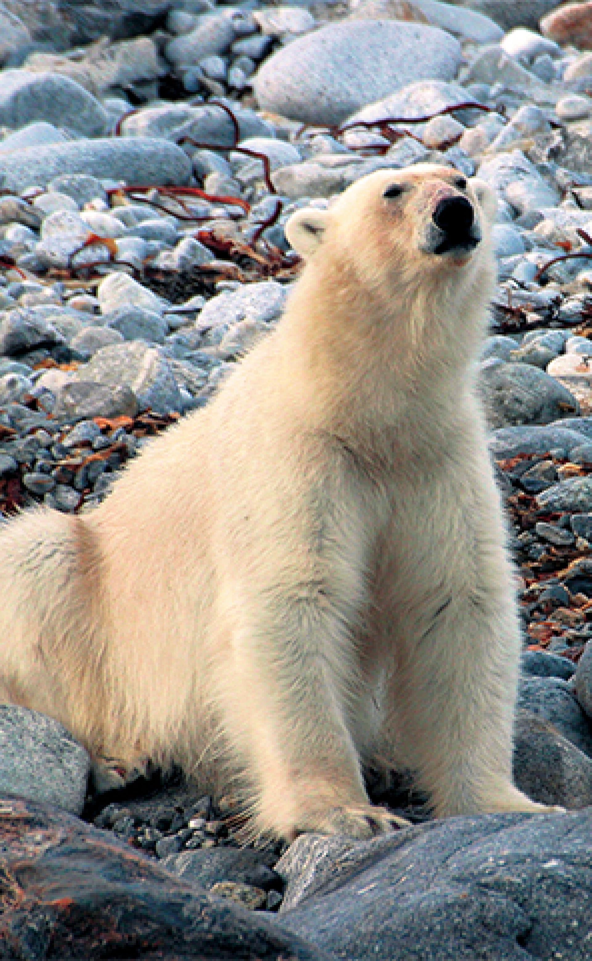 Wildlife_PolarBear5_296x480